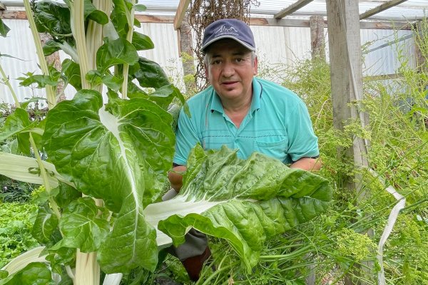 Una chacra de verduras gigantes
