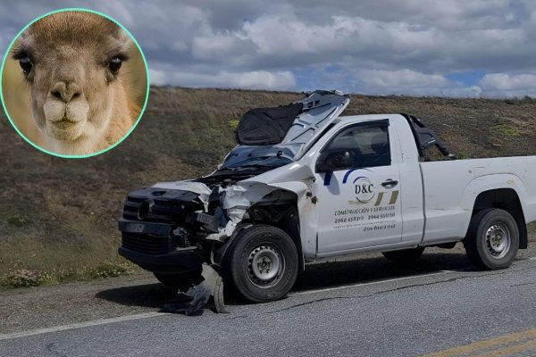 Guanacos: Un problema creciente en la Ruta 3, con 4 incidentes en 2025